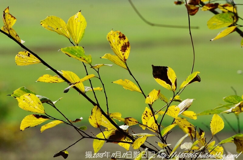 f:id:ef651065:20181111155726j:image
