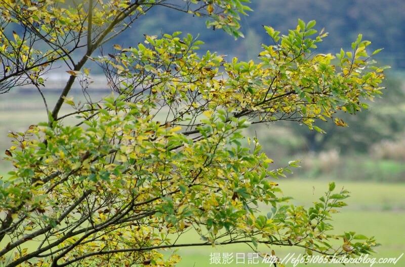 f:id:ef651065:20181111155945j:image