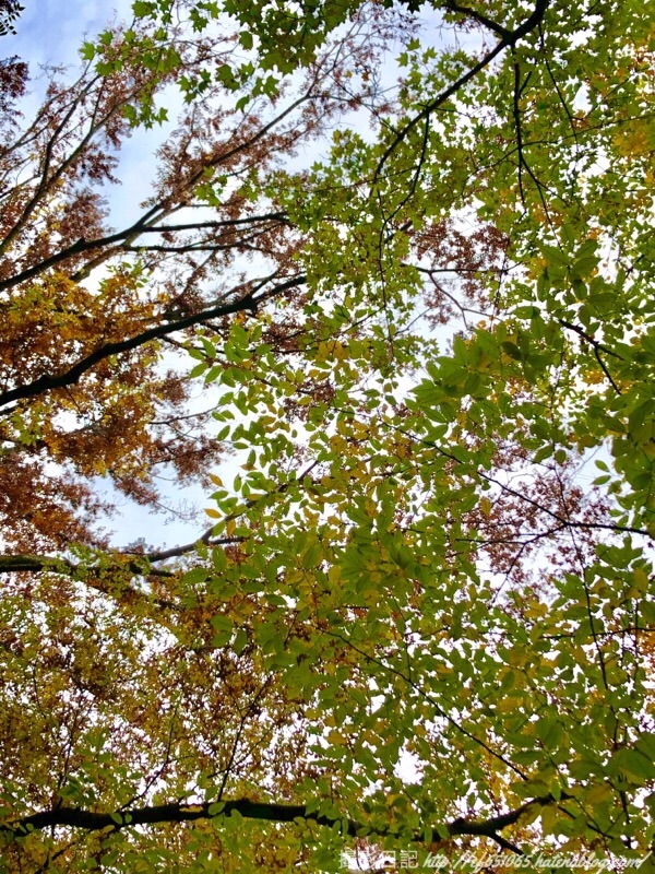f:id:ef651065:20181112174415j:image