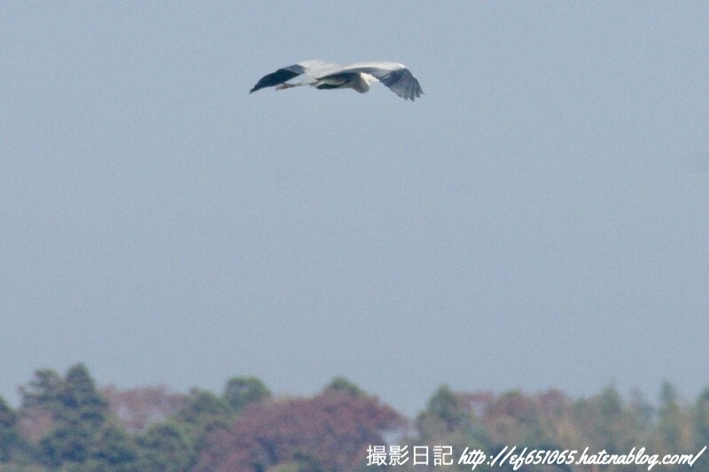 f:id:ef651065:20181128142518j:image