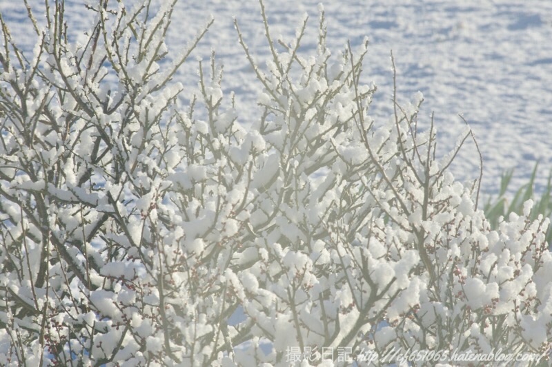 f:id:ef651065:20190201081237j:image