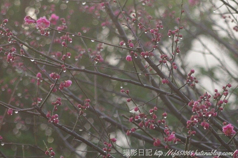 f:id:ef651065:20190208010143j:image