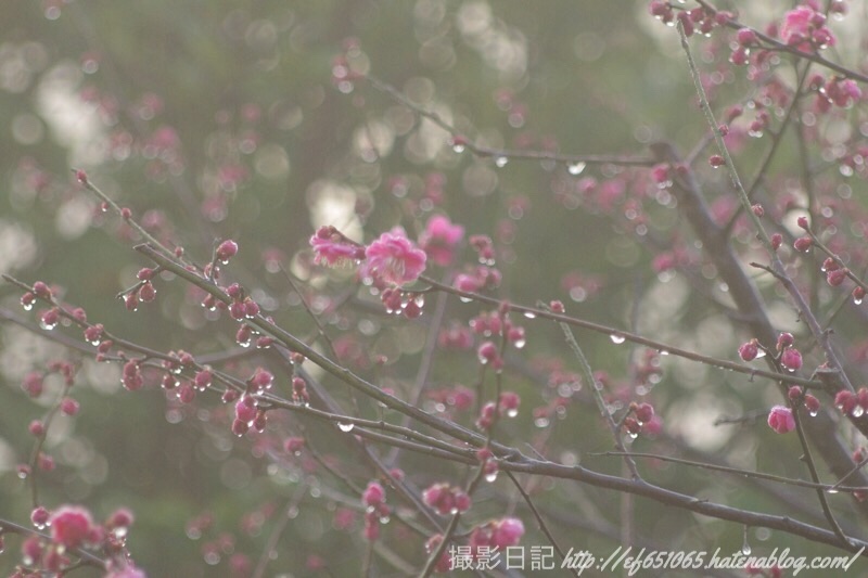 f:id:ef651065:20190208010146j:image