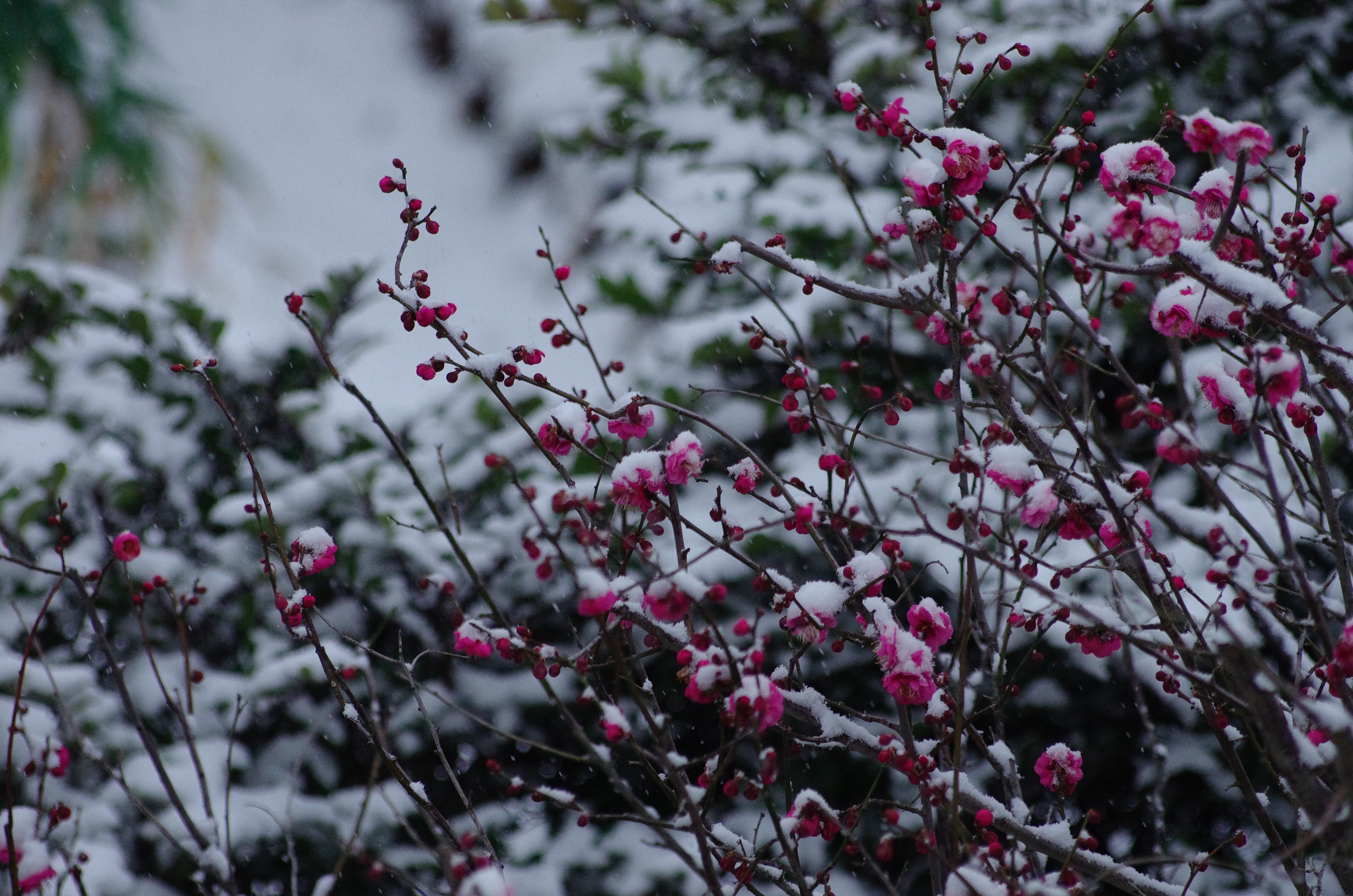 f:id:ef651065:20190209075418j:image