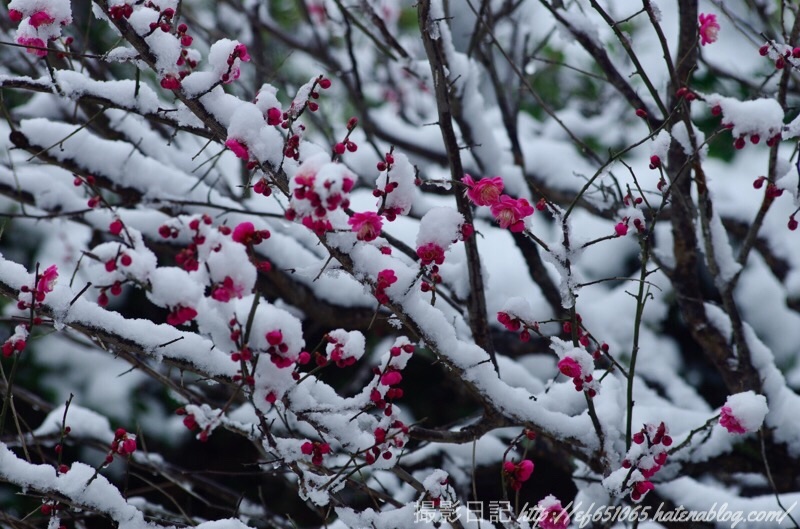 f:id:ef651065:20190209142135j:image