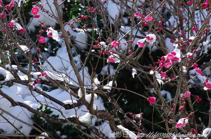 f:id:ef651065:20190210143927j:image