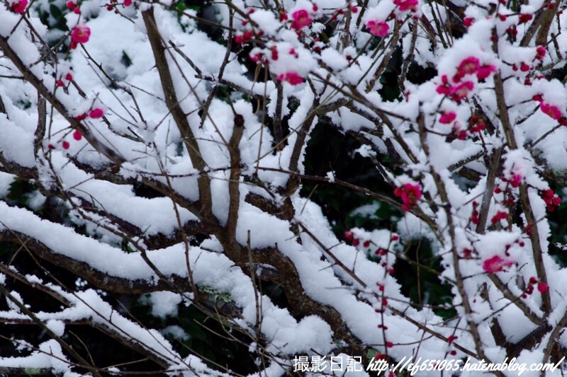 f:id:ef651065:20190211140819j:image