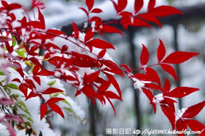 f:id:ef651065:20190211140827j:image