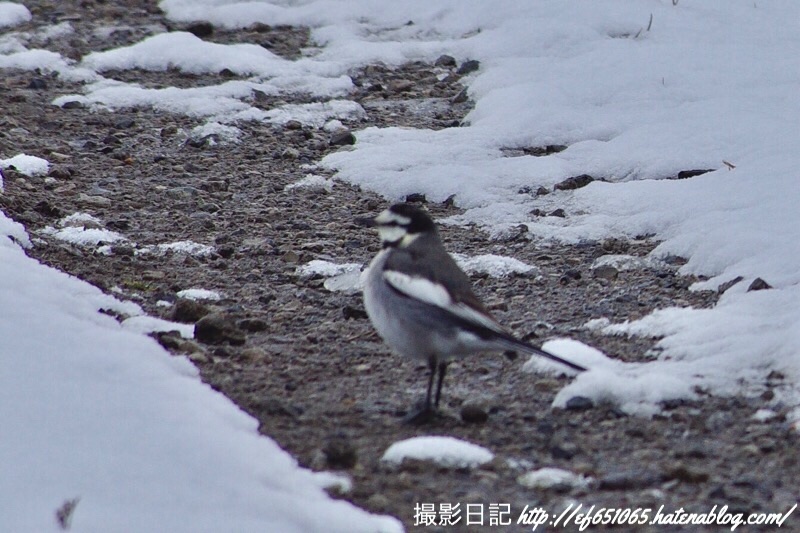 f:id:ef651065:20190211141309j:image