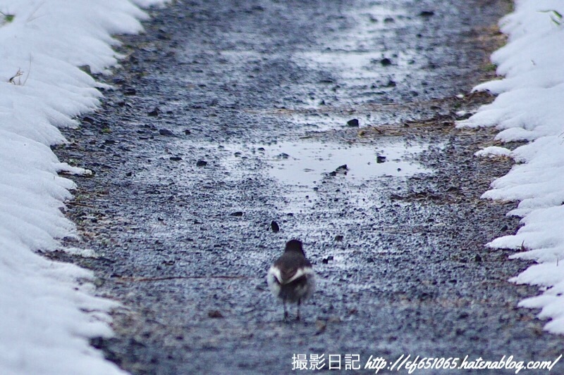 f:id:ef651065:20190211141312j:image