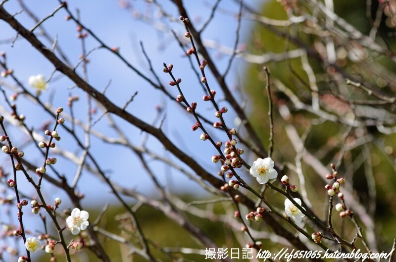 f:id:ef651065:20190225071244j:image