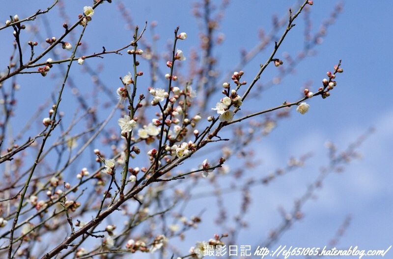 f:id:ef651065:20190225071248j:image