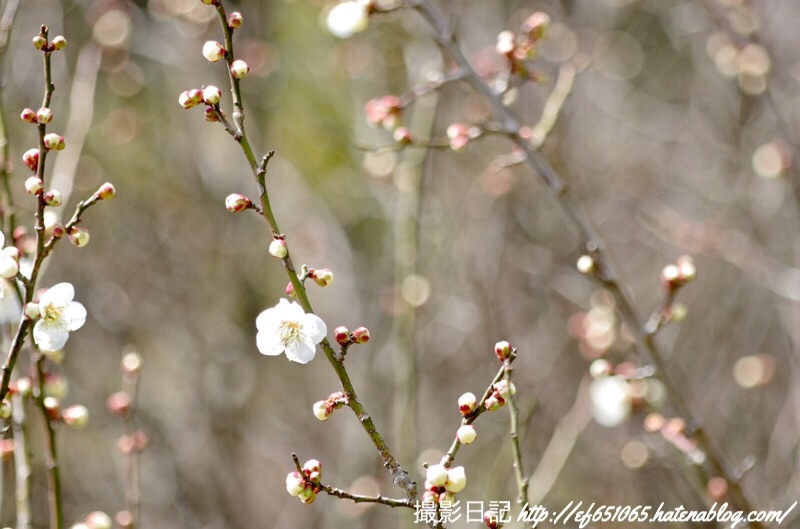 f:id:ef651065:20190225071251j:image