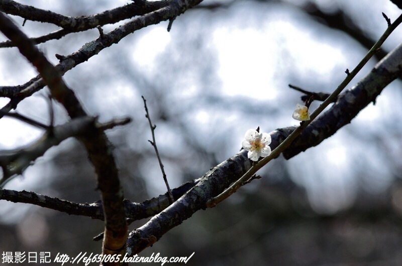 f:id:ef651065:20190225071255j:image
