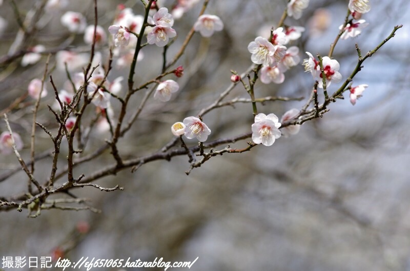 f:id:ef651065:20190225071258j:image