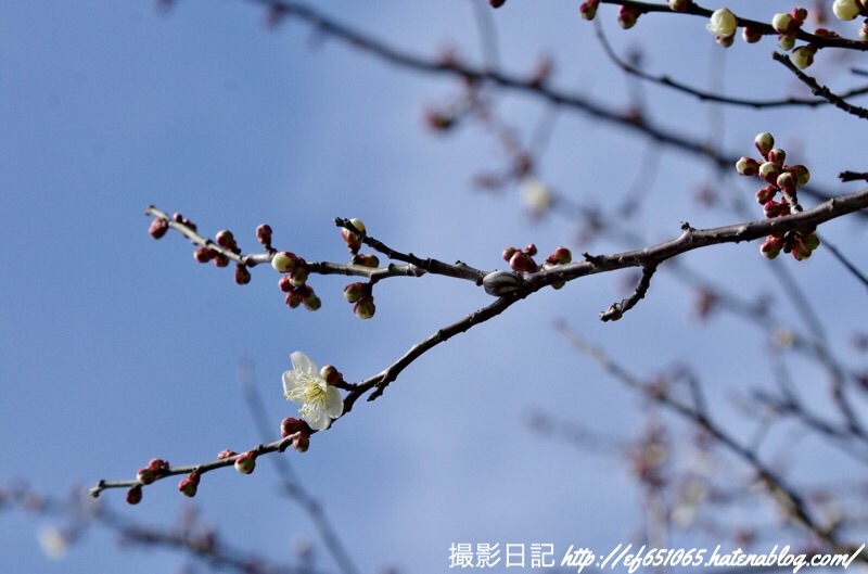f:id:ef651065:20190225071306j:image