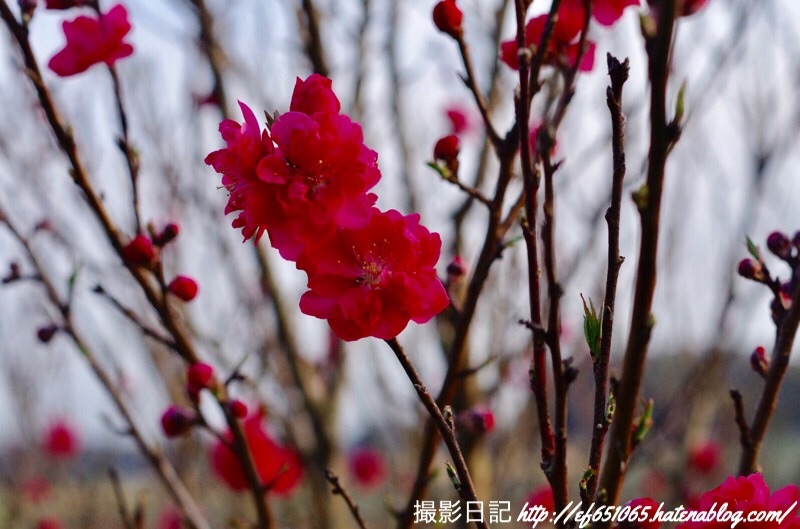 f:id:ef651065:20190328011924j:image