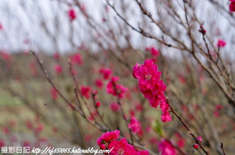 f:id:ef651065:20190328011932j:image