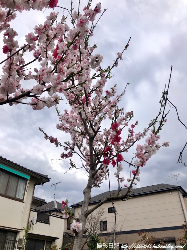 f:id:ef651065:20190401160741j:image