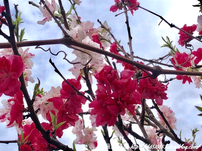 f:id:ef651065:20190401160745j:image