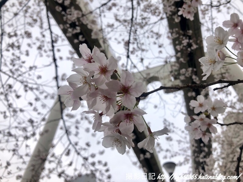 f:id:ef651065:20190401161032j:image