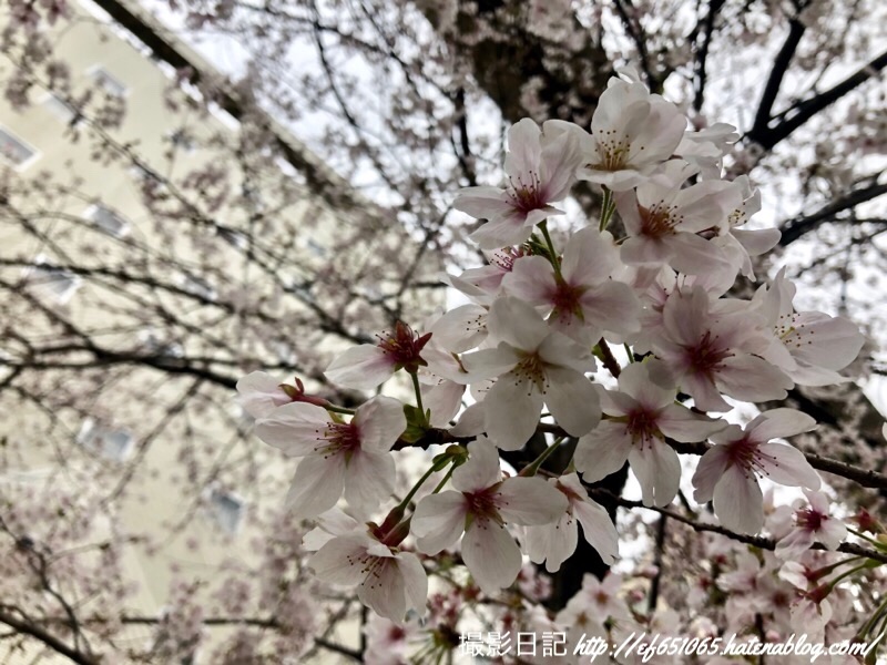f:id:ef651065:20190401161040j:image