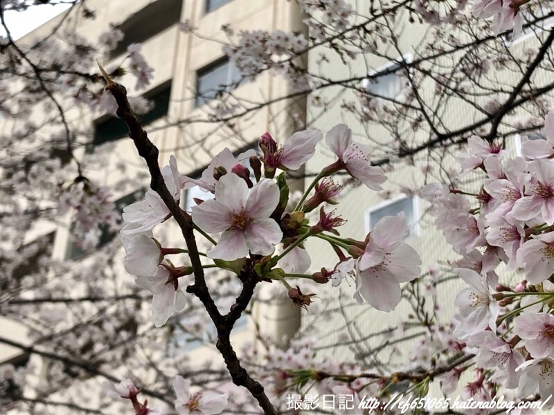 f:id:ef651065:20190401161106j:image