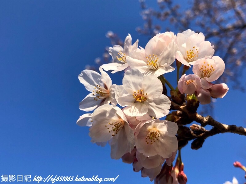 f:id:ef651065:20190404073324j:image