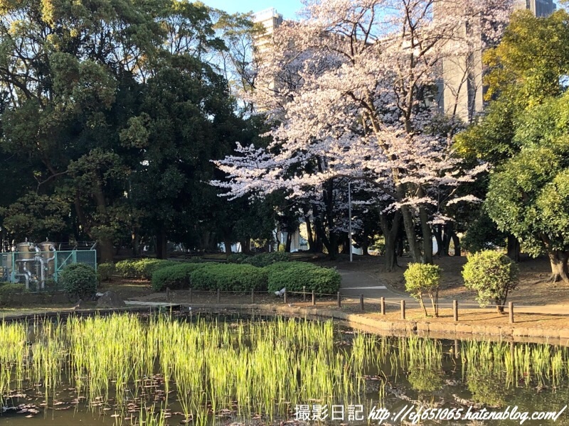 f:id:ef651065:20190404073412j:image