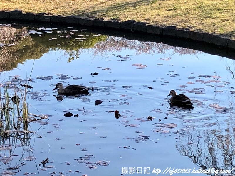 f:id:ef651065:20190404073424j:image