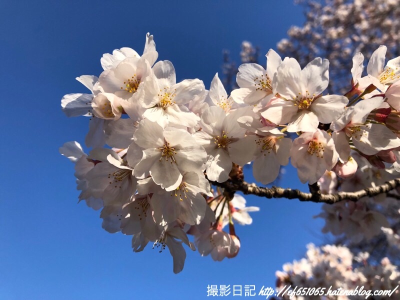 f:id:ef651065:20190404073428j:image