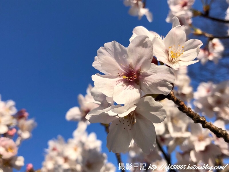 f:id:ef651065:20190404073433j:image