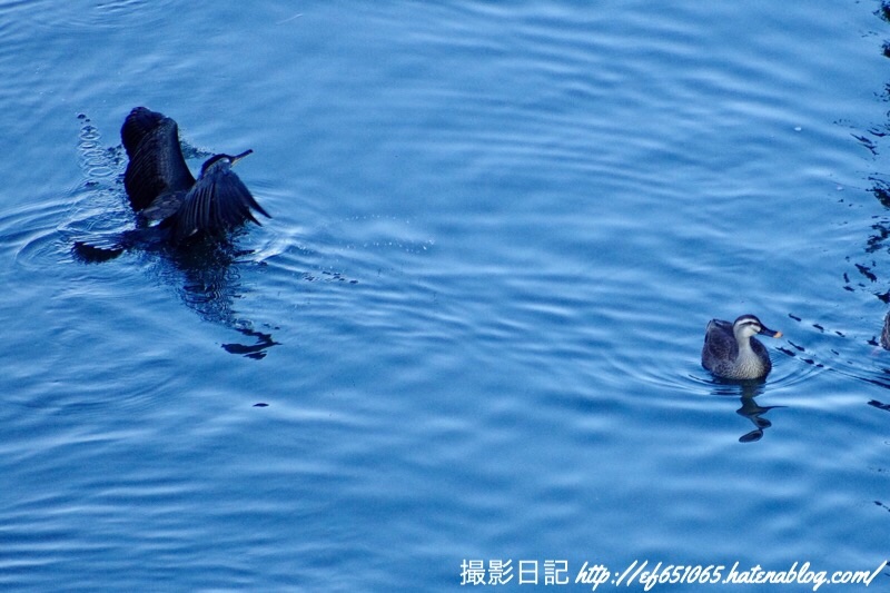f:id:ef651065:20190404093924j:image