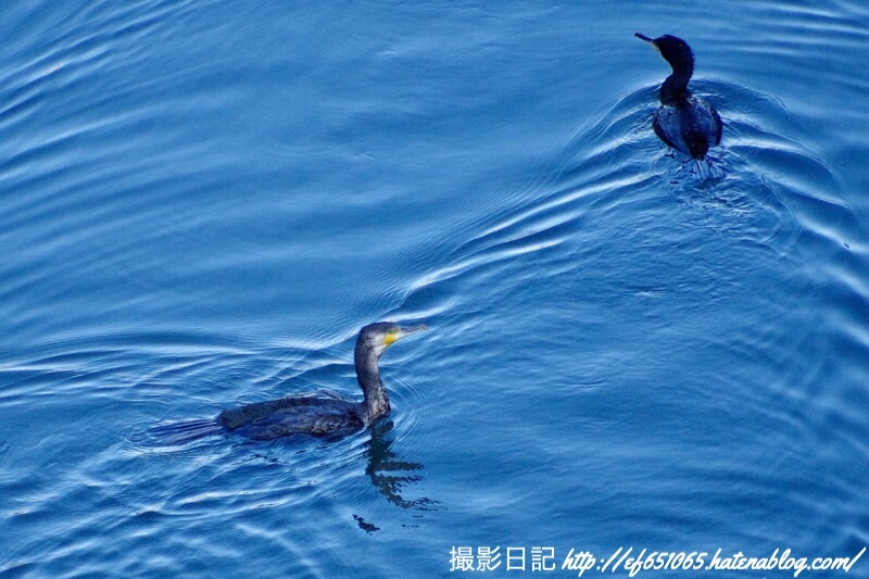 f:id:ef651065:20190404093932j:image