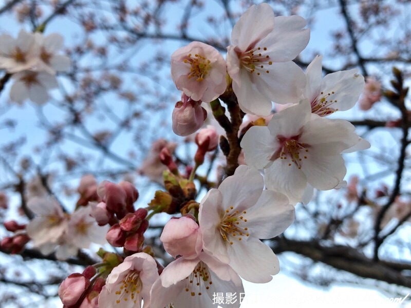 f:id:ef651065:20190406054616j:image