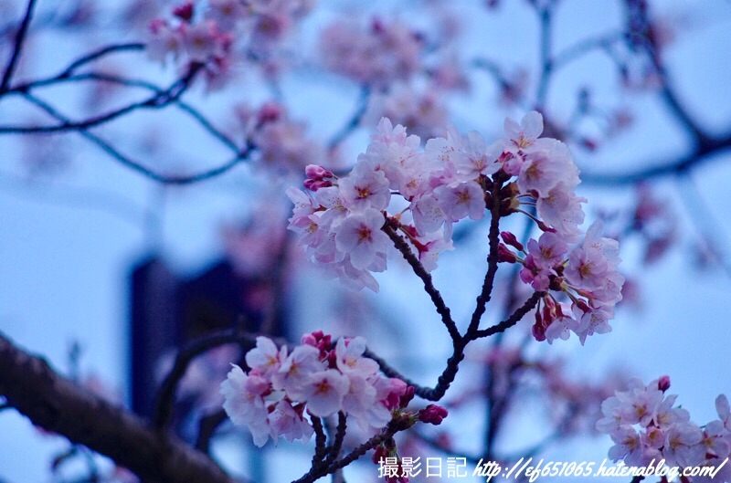 f:id:ef651065:20190407064152j:image