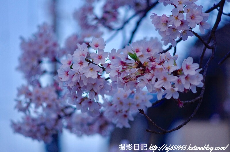 f:id:ef651065:20190407064156j:image