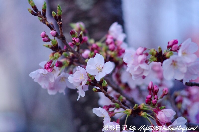 f:id:ef651065:20190407064206j:image