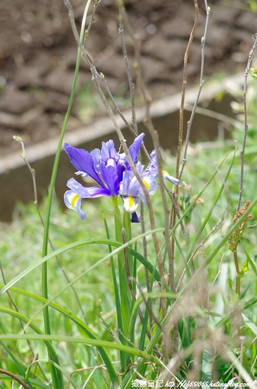 f:id:ef651065:20190411123810j:image