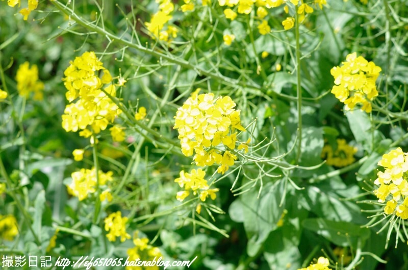 f:id:ef651065:20190411123835j:image