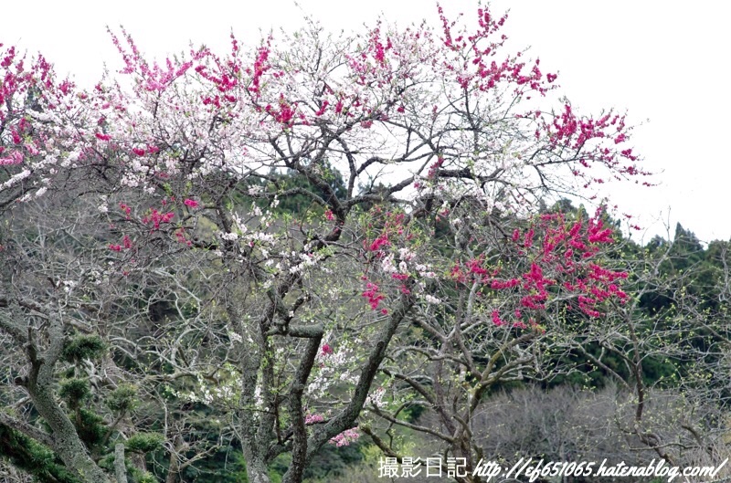 f:id:ef651065:20190411123845j:image