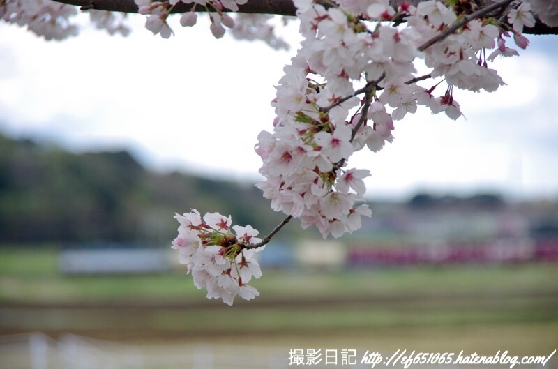 f:id:ef651065:20190411124232j:image