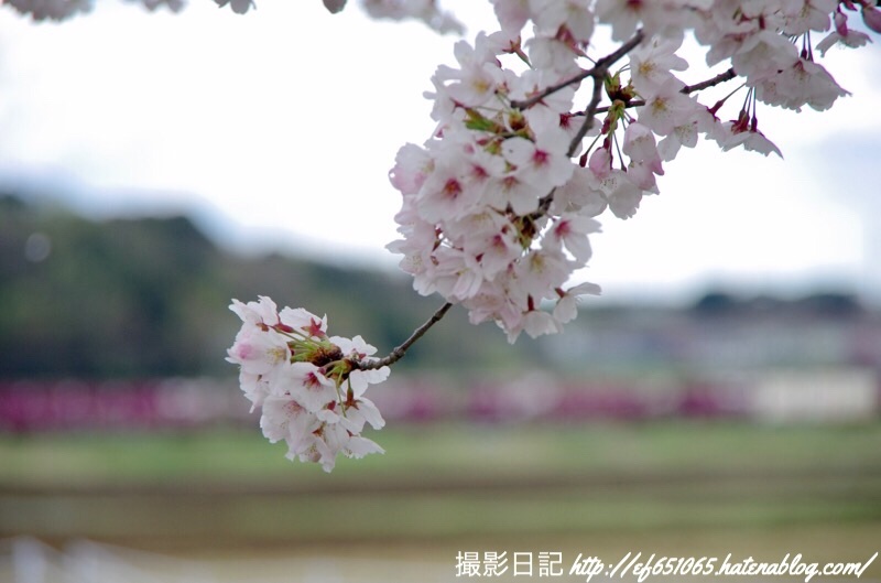 f:id:ef651065:20190411124256j:image