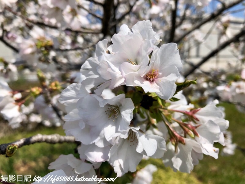 f:id:ef651065:20190413123624j:image