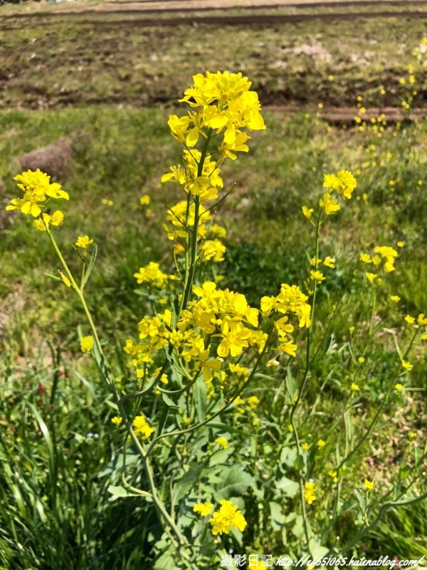 f:id:ef651065:20190413123627j:image