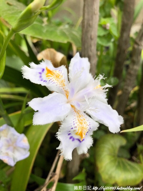 f:id:ef651065:20190417193016j:image