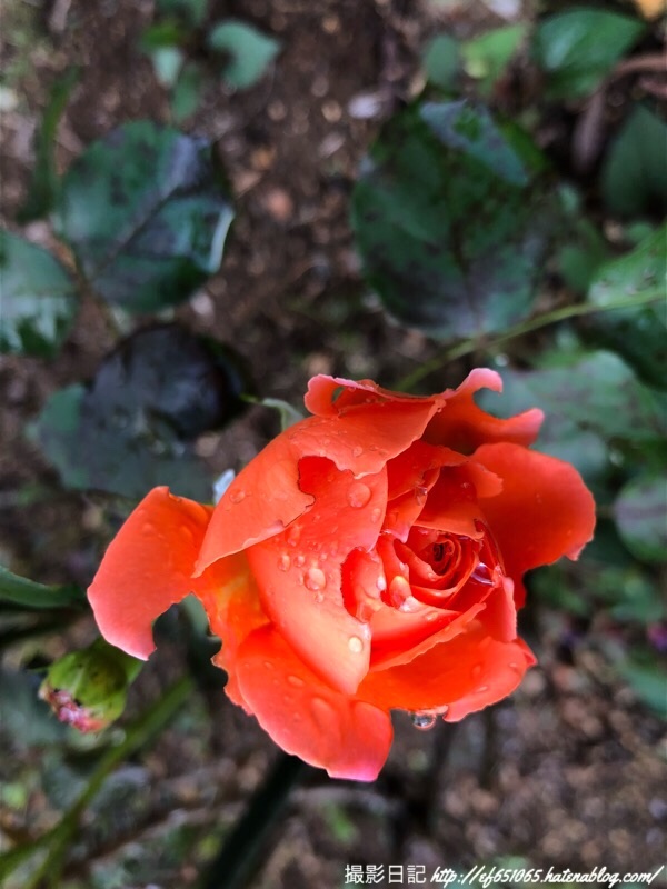 f:id:ef651065:20190523093846j:image