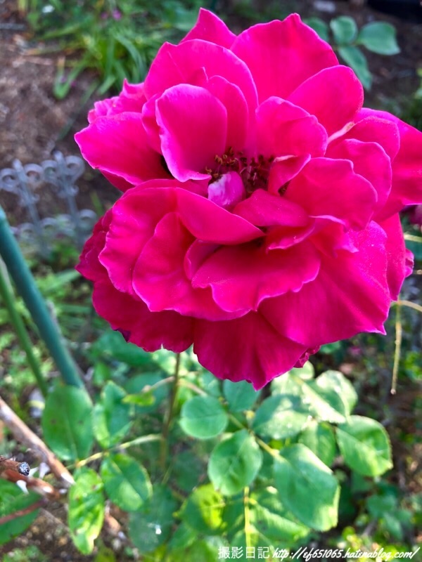 f:id:ef651065:20190524154457j:image