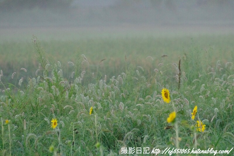f:id:ef651065:20190907064041j:image