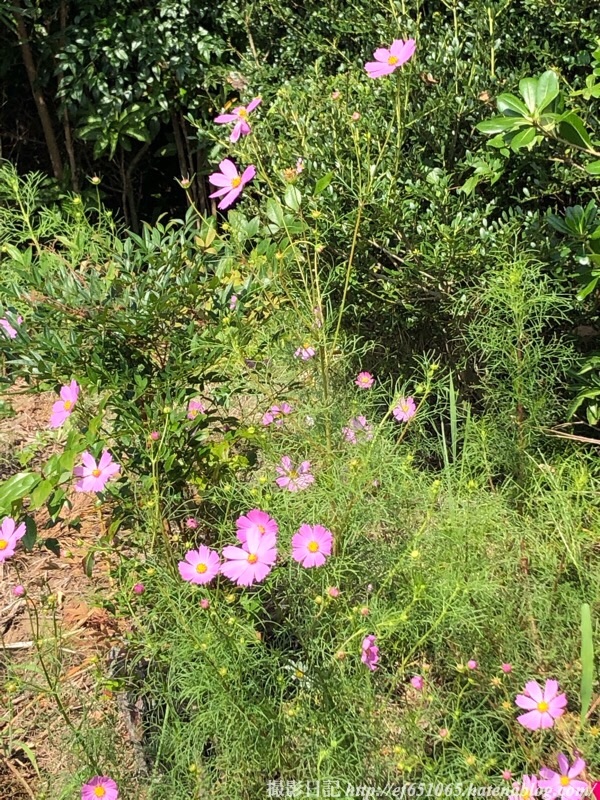 f:id:ef651065:20190927141040j:image